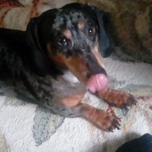 Meet your Posher, Leila